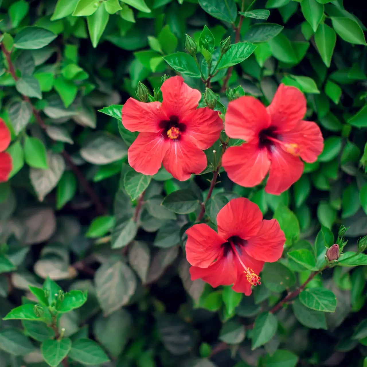 Red Hibiscus Shrubs Online, buy 1 get 1 free at TN Nursery 