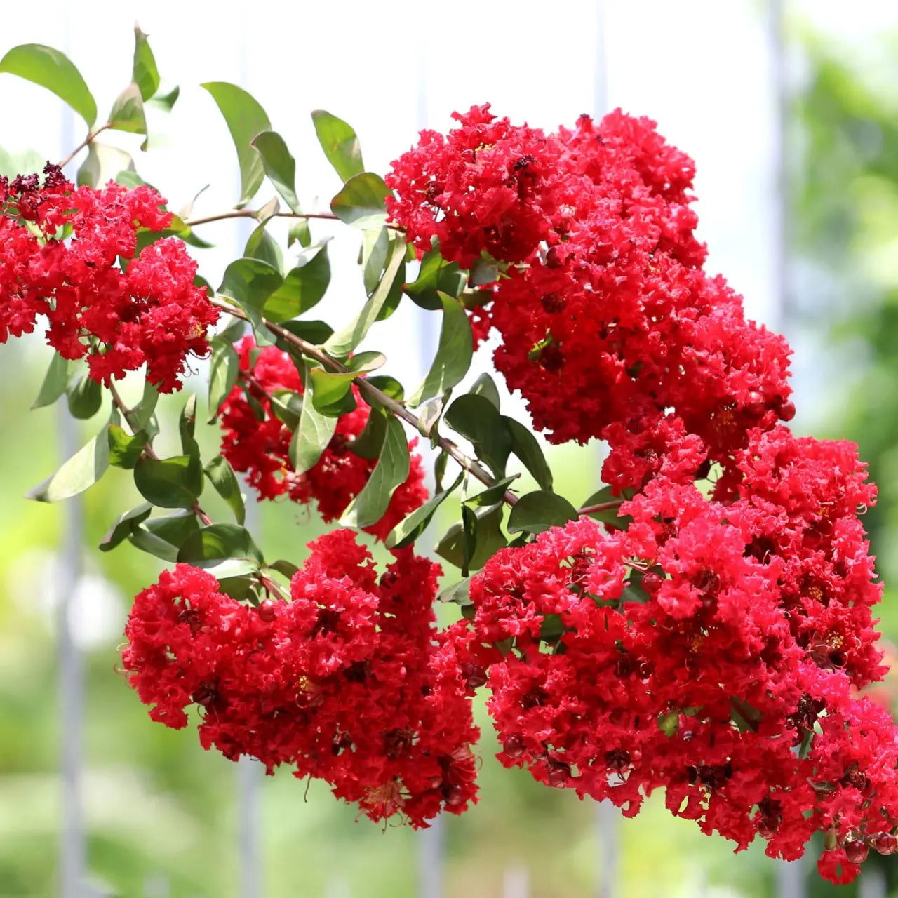 Red Crepe Myrtle Shrub Online, buy 1 get 1 free at TN Nursery