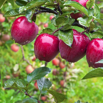 Red Delicious Apple Online, buy 1 get 1 free at TN Nursery 