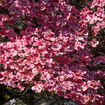 Red Dogwood Tree Online, buy 1 get 1 free at TN Nursery 