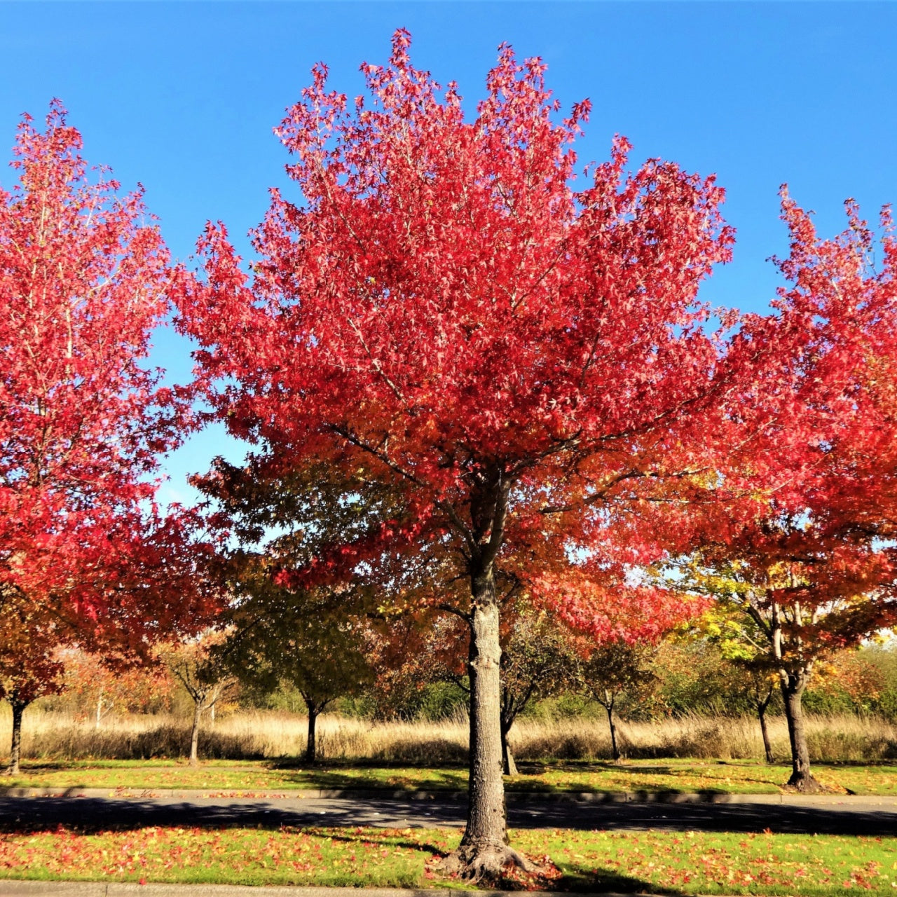 Red Maple Trees Online, buy 1 get 1 free at TN Nursery 