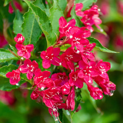 Red Weigela Online, buy 1 get 1 free at TN Nursery 