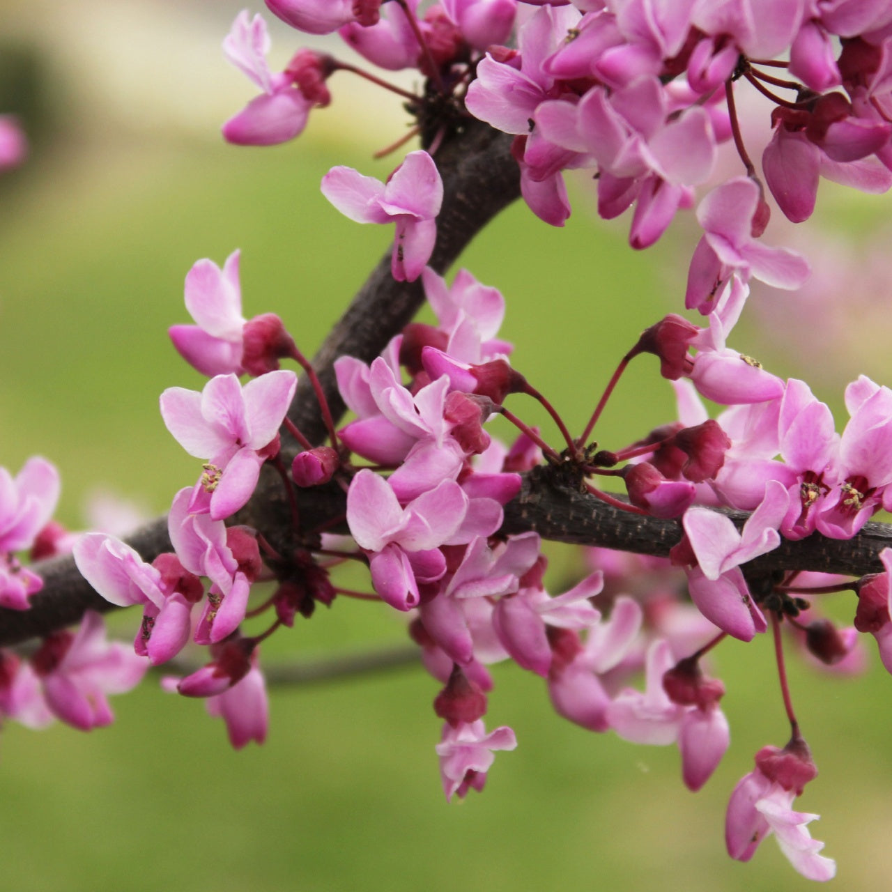 Redbud Trees Online, buy 1 get 1 free at TN Nursery  