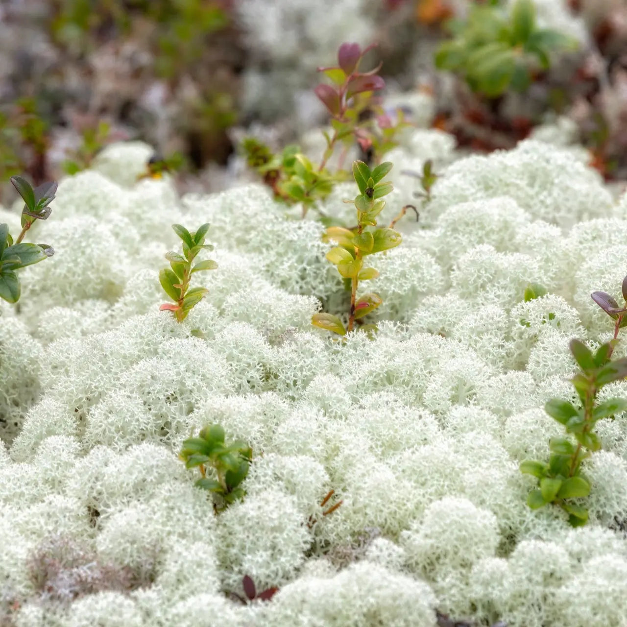 Soft fluffy white Reindeer Moss blankets ground with green reddish sprouts