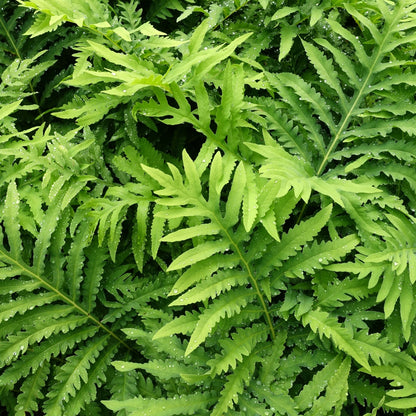 Sensitive Fern Online, Buy 1 get 1 free at TN Nursery 