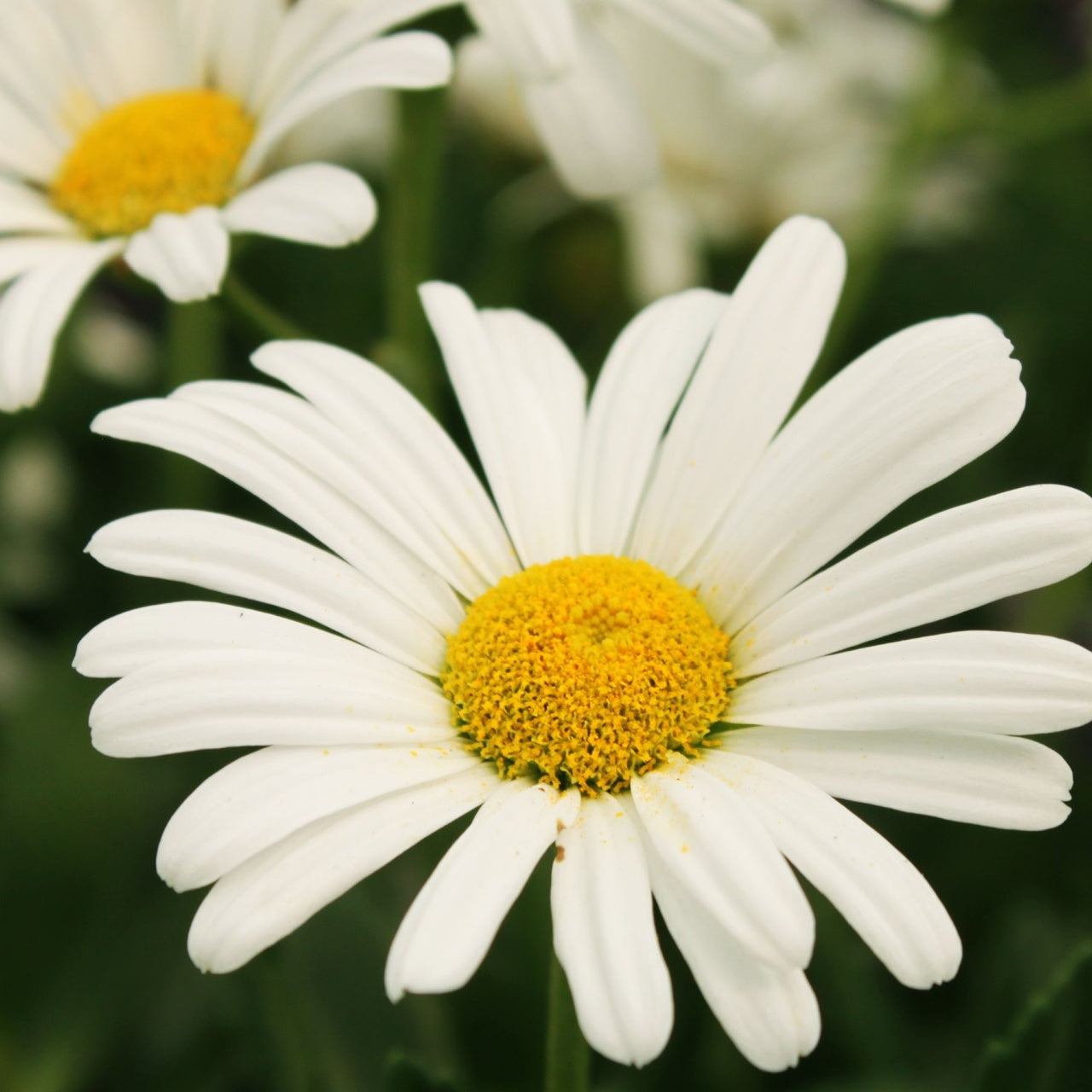 Shasta Daisy Plants Online, buy 1 get 1 free at TN Nursery 