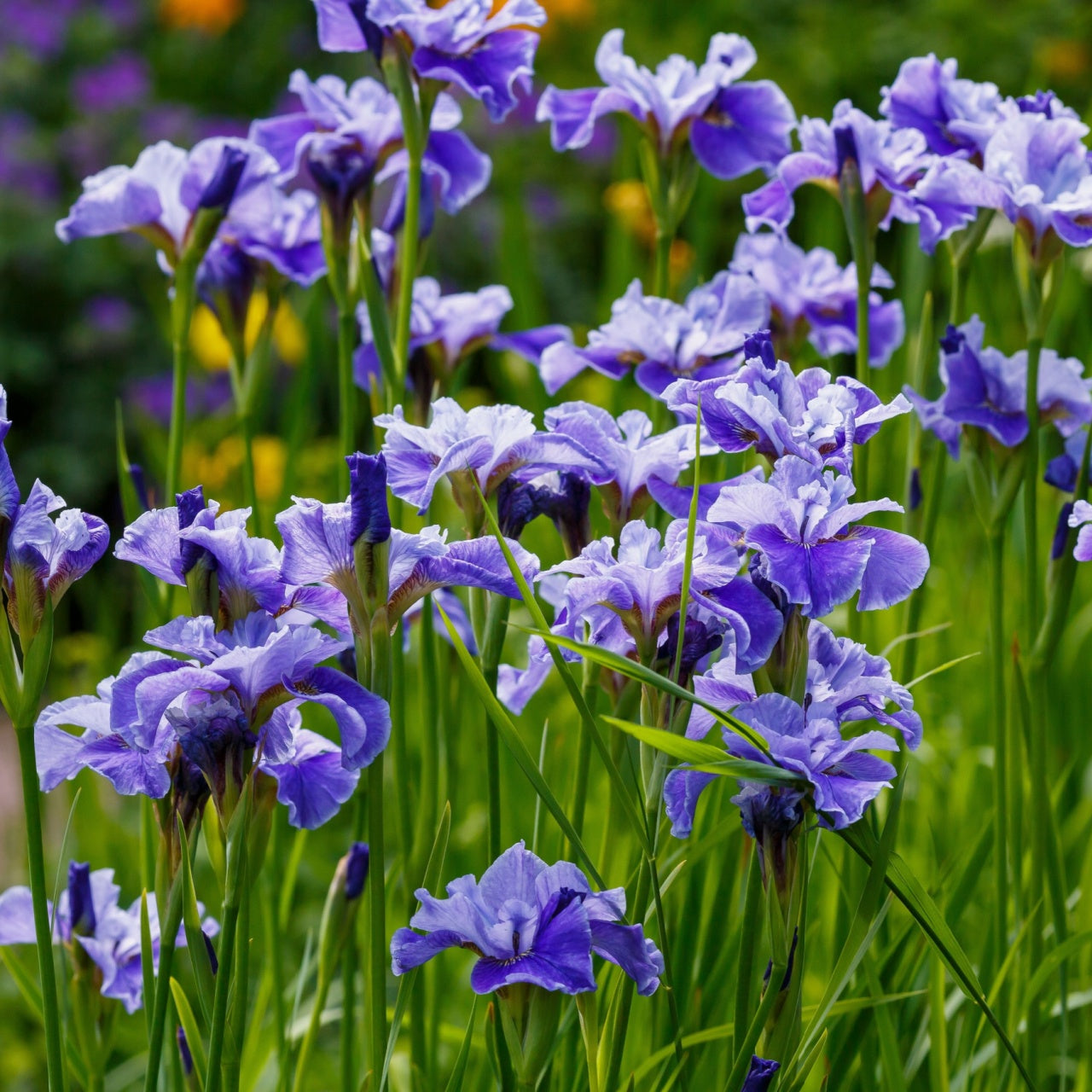 Siberian Iris Plants Online, buy 1 get 1 free at TN Nursery 