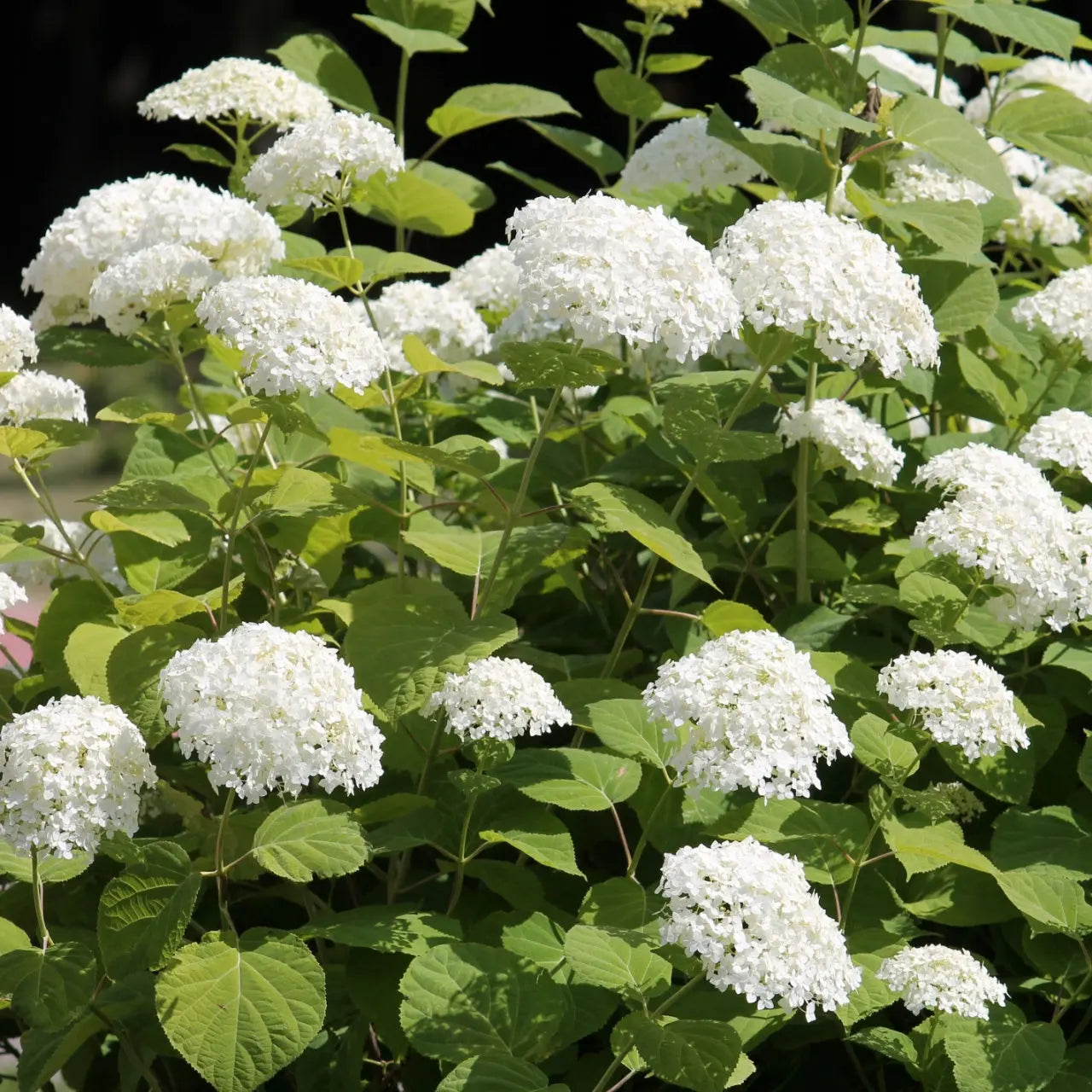 Smooth Hydrangea Shrub Online, buy 1 get 1 free at TN Nursery 
