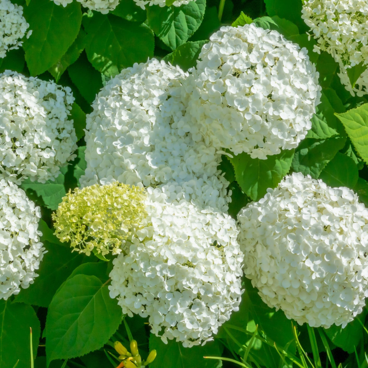 Snow Hill Hydrangea Online, buy 1 get 1 free at TN Nursery 