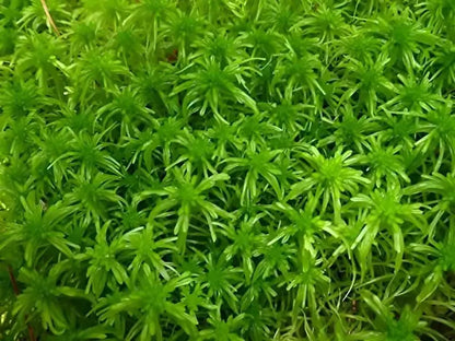 Sphagum Moss Online, buy 1 get 1 free at TN Nursery 