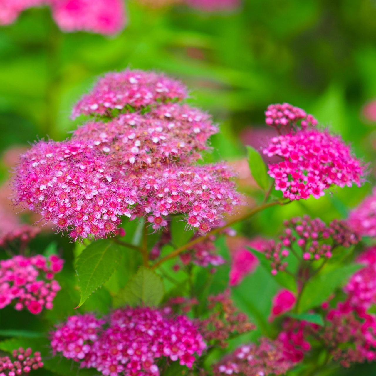 Spiraea Japonica Shrubs Online, buy 1 get 1 free at TN Nursery 