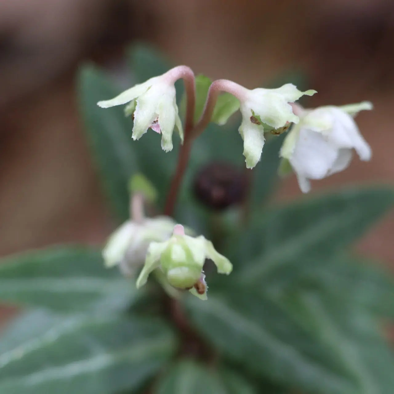 Spotted Wintergreen Online, buy 1 get 1 free at TN Nursery 