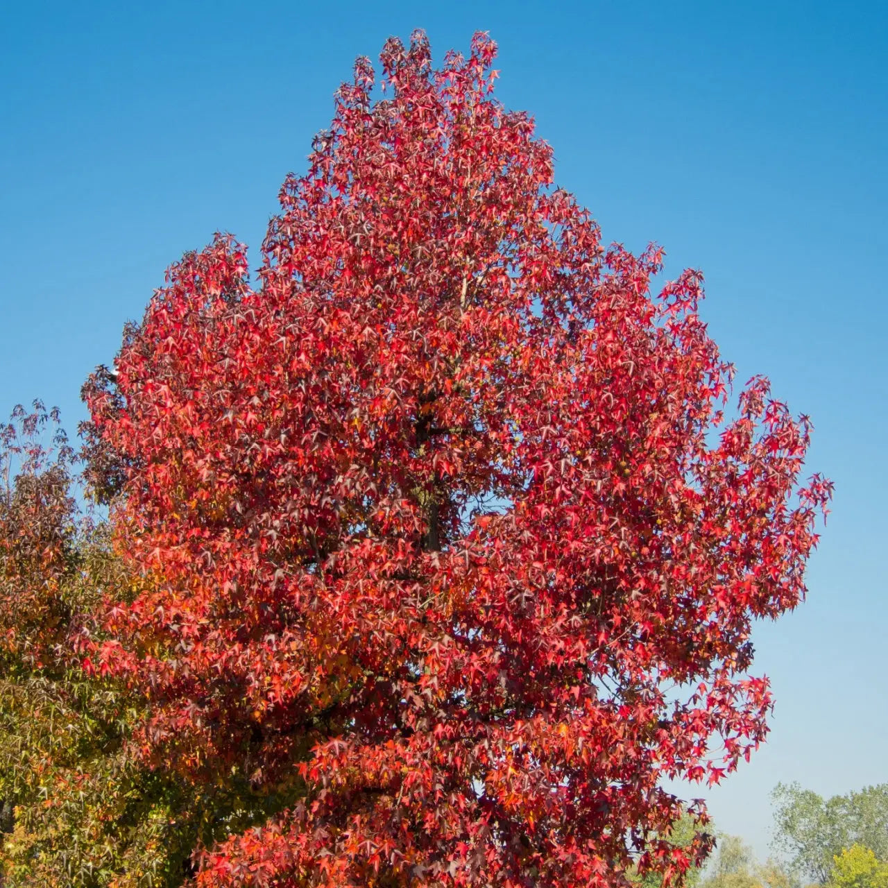 Vibrant red Sweet Gum seedlings with star-shaped foliage against blue sky