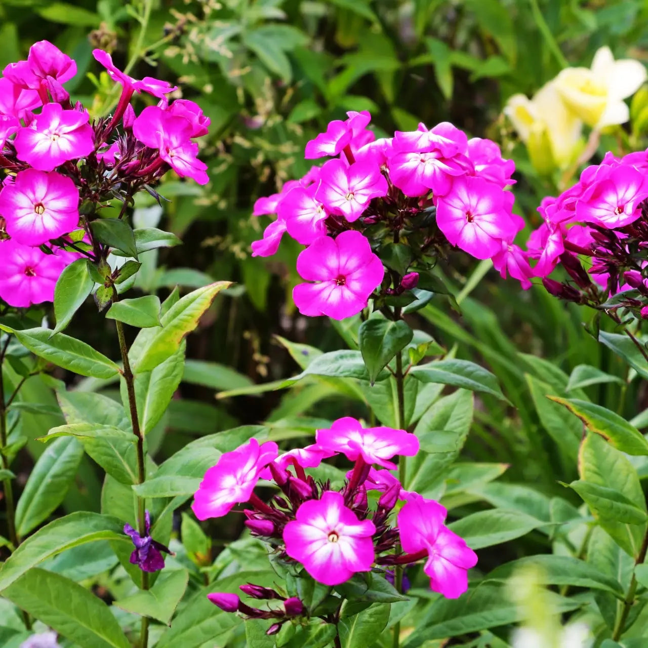 Tall Phlox Online, buy 1 get 1 free at TN Nursery 
