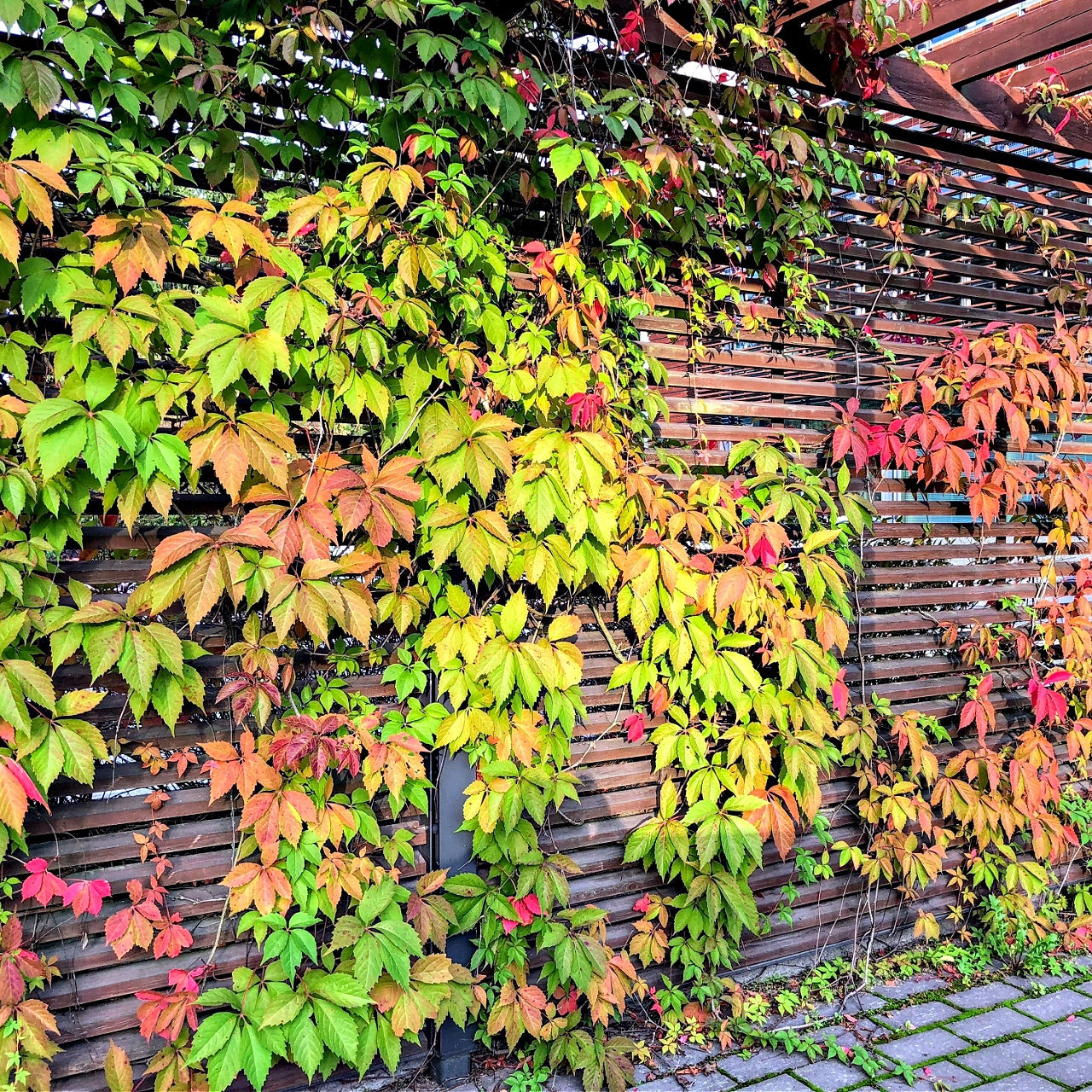 Virginia Creeper Plant Online, buy 1 get 1 free at TN Nursery 