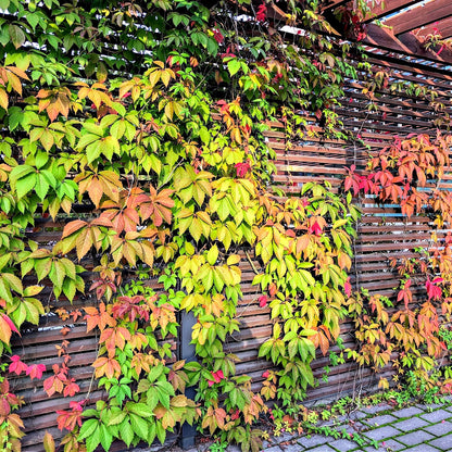 Virginia Creeper Plant Online, buy 1 get 1 free at TN Nursery 