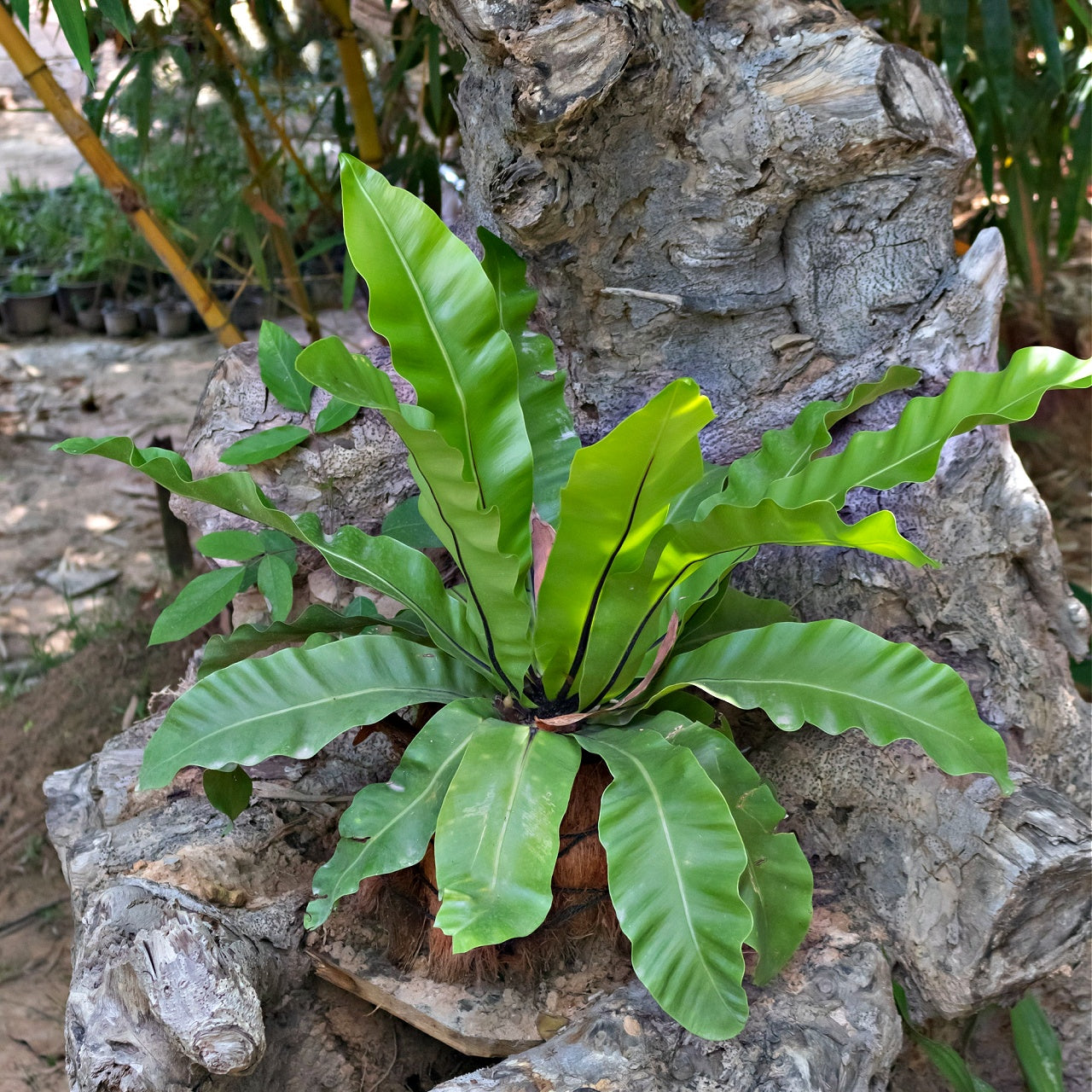 Walkign Fern Online, buy 1 get 1 free at TN Nursery 