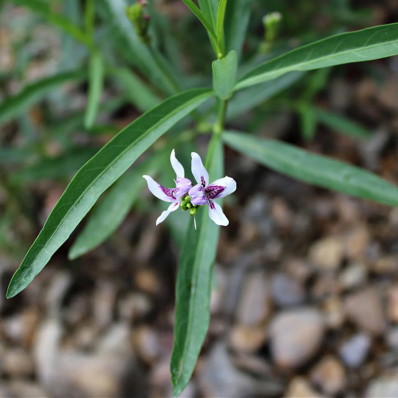Water Willow: delicate white flower with purple center and green leaves