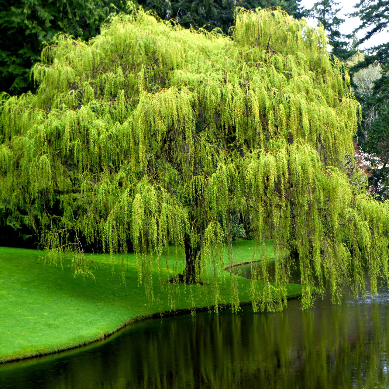 Weeping Willow Tree Online, buy 1 get 1 free at TN Nursery 