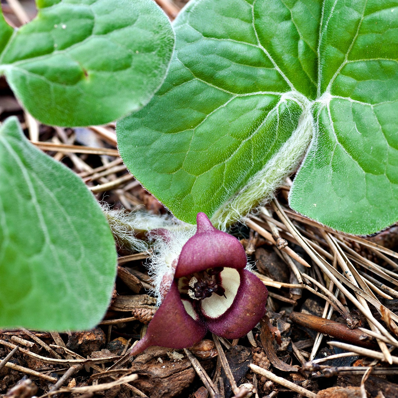 Wild Ginger Online, buy 1 get 1 free at TN Nursery 
