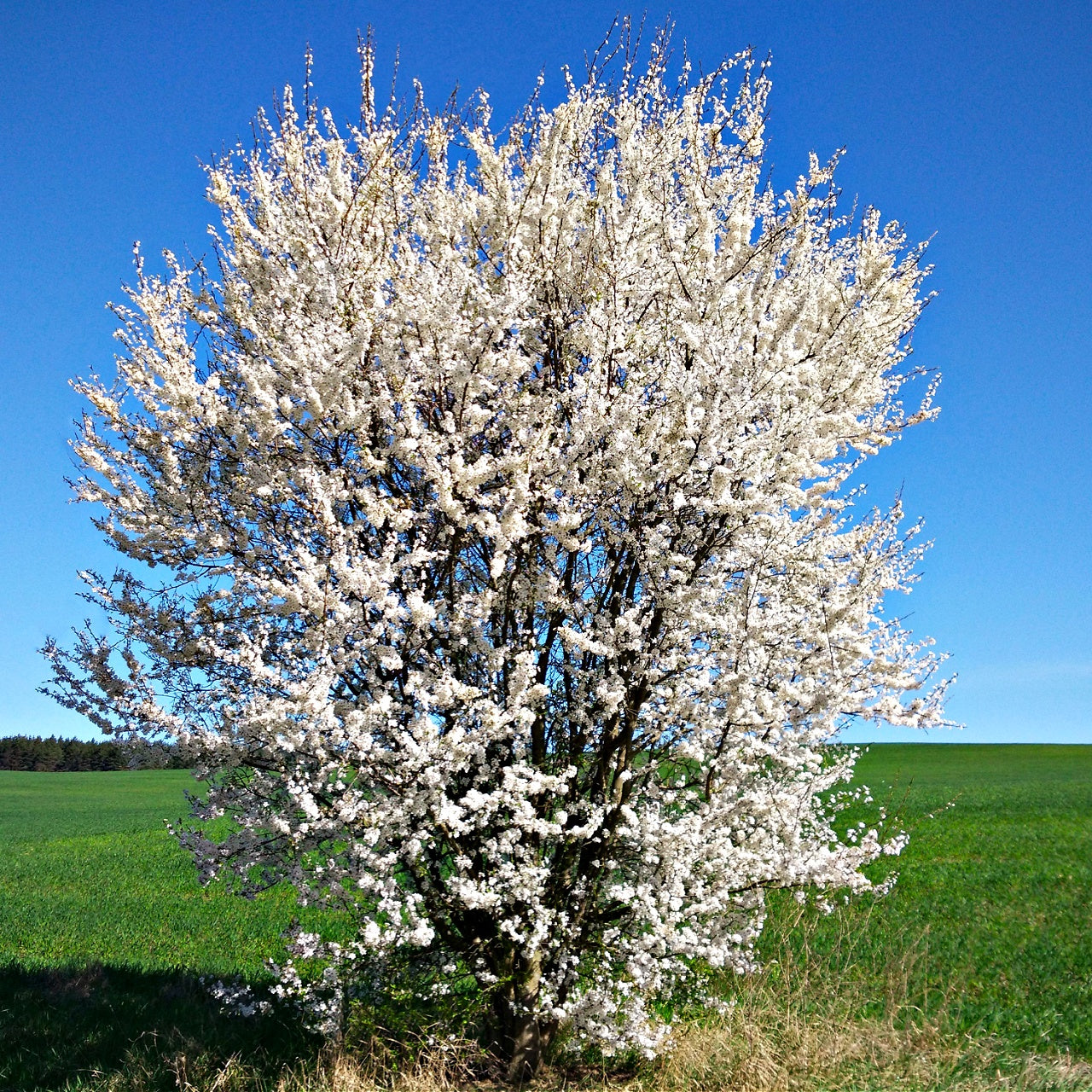 Wild Plum Tree Online, buy 1 get 1 free at TN Nursery 