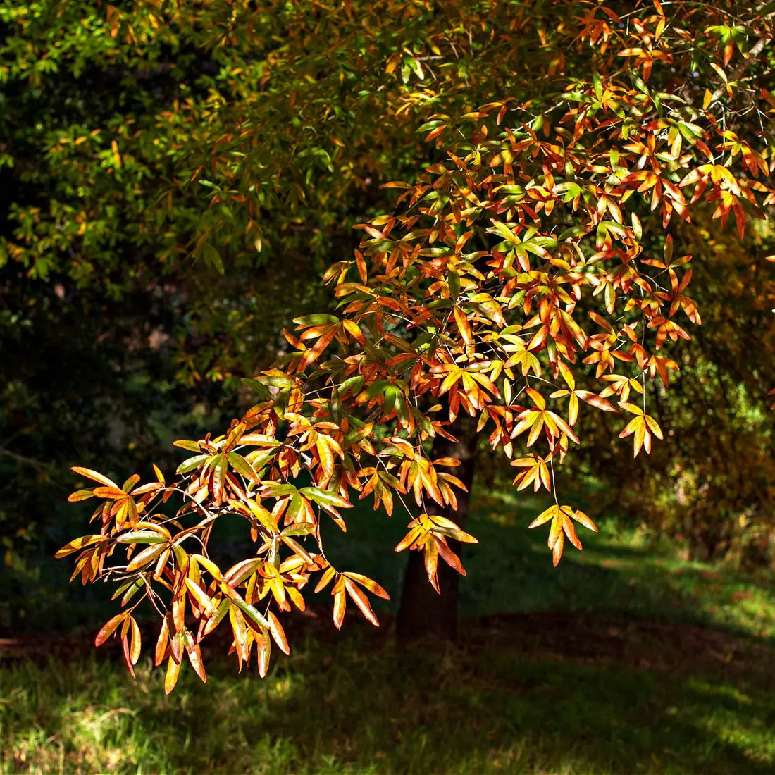 Willow Oak Trees For Sale Wholesale $4.25 – Tennessee Wholesale Nursery