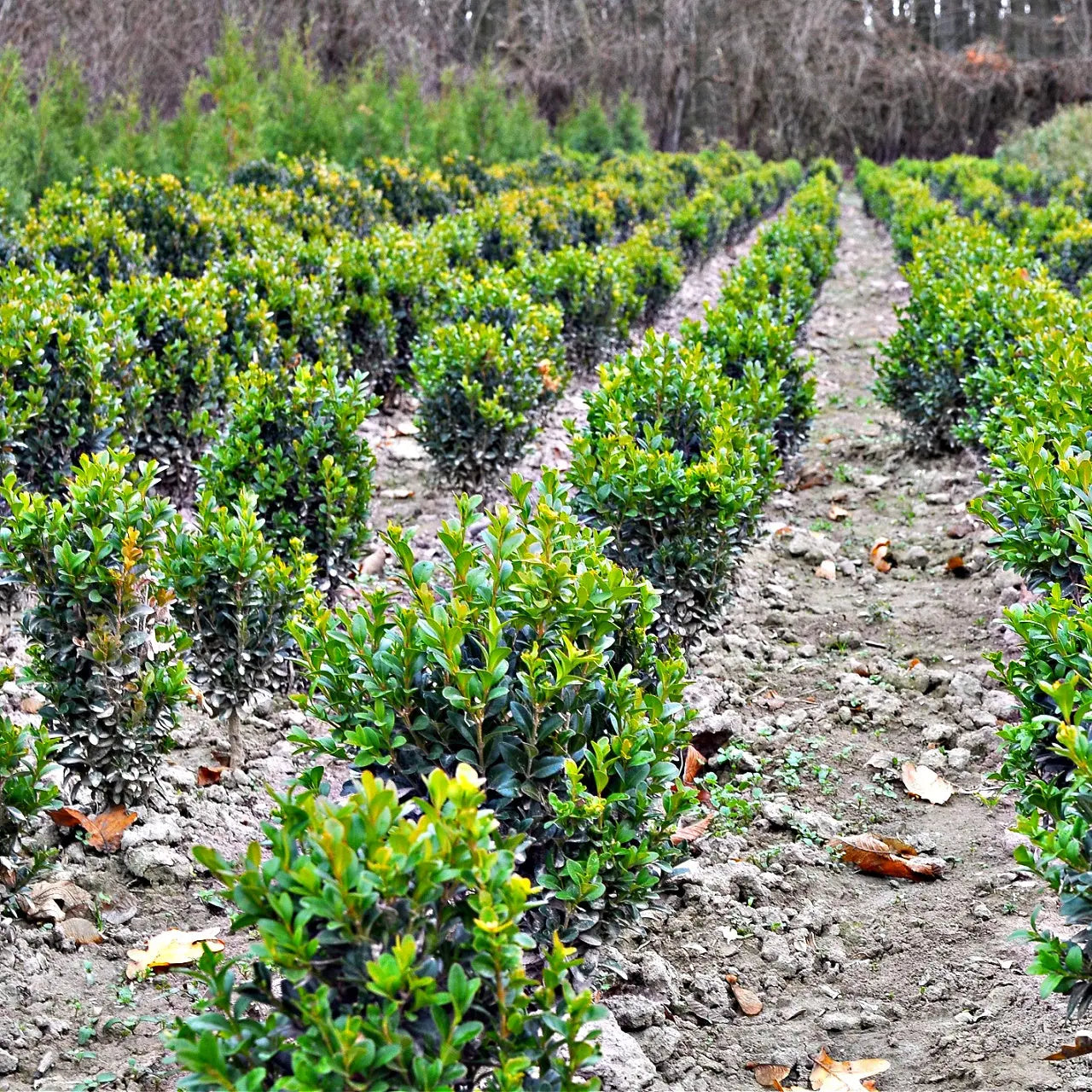 Wintergreen Boxwood Shrubs Online, buy 1 get 1 free at TN Nursery 