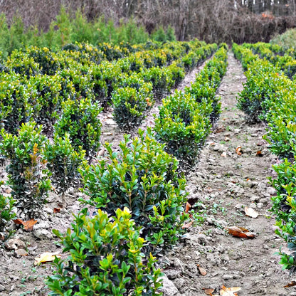 Wintergreen Boxwood Shrubs Online, buy 1 get 1 free at TN Nursery 