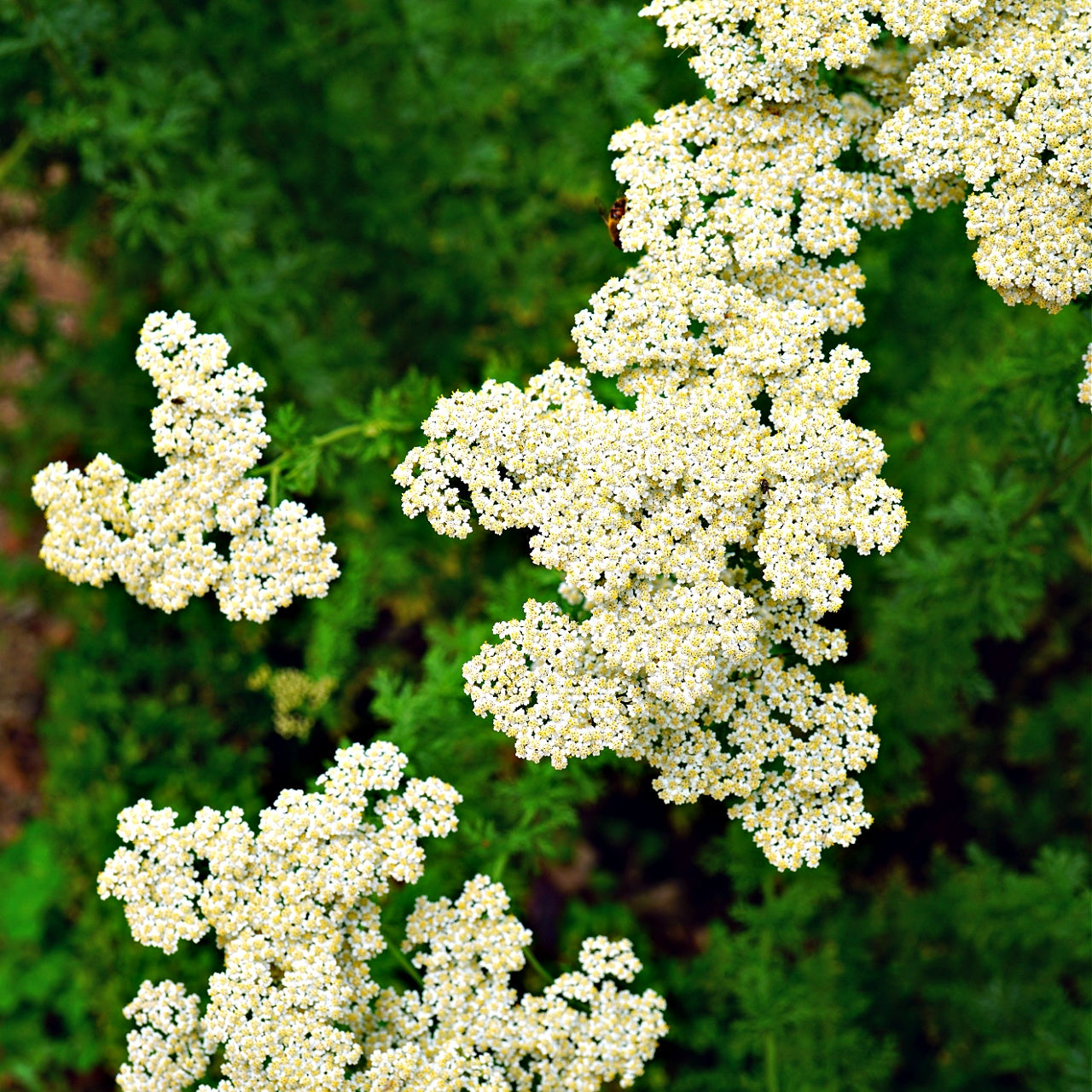 Yarrow Online, buy 1 get 1 free at TN Nursery 