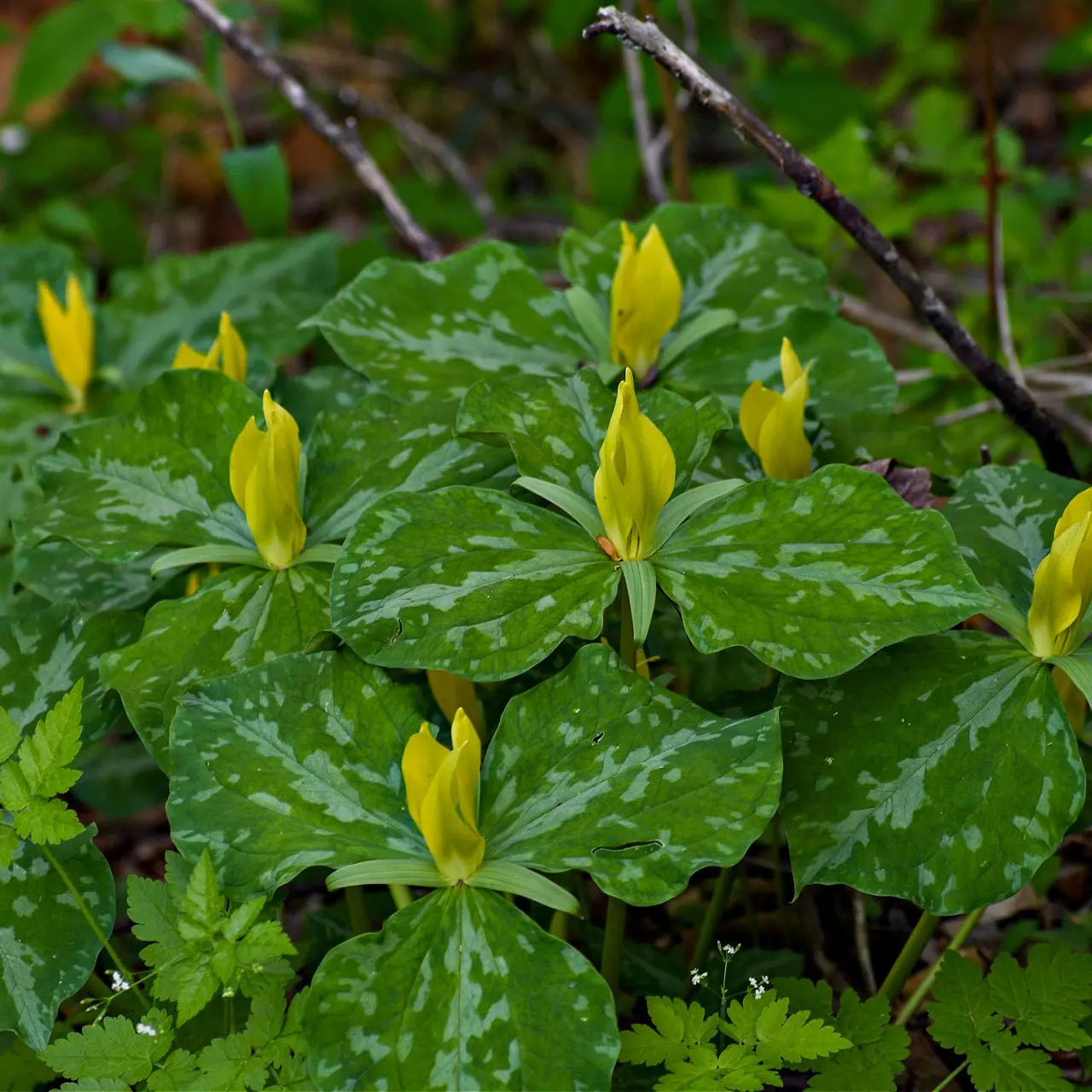 Vibrant yellow trillium flowers with glossy green speckled leaves in forest