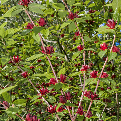 Buy Carolina Allspice Online at TN Nursery 