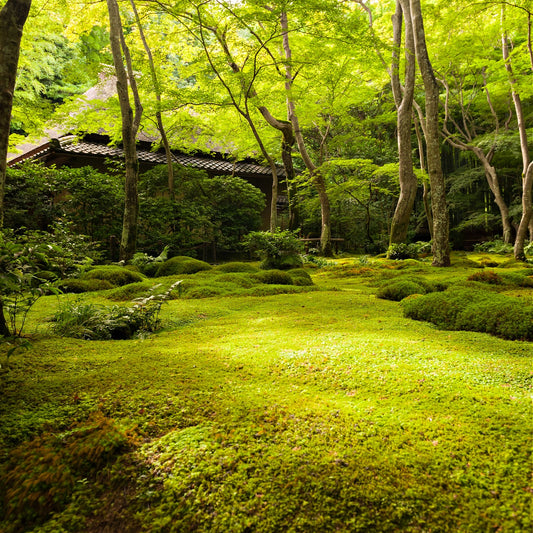 Buy Carpet Moss Online at TN Nursery 