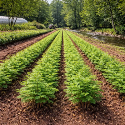 Bald Cypress Seedlings Tennessee Wholesale Nursery