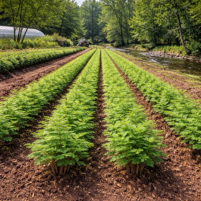 Bald Cypress Seedlings Tennessee Wholesale Nursery