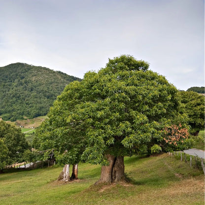 Buy Chesnut Oak Seedlings Online at TN Nursery 
