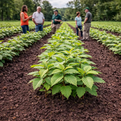 Shop Chestnut Oak Seedlings online at Tennessee wholesale Nursery