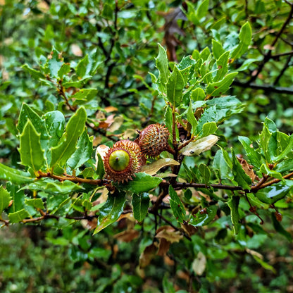 Chestnut Oak Trees