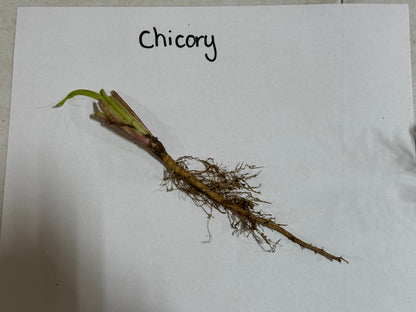 Chicory plant root