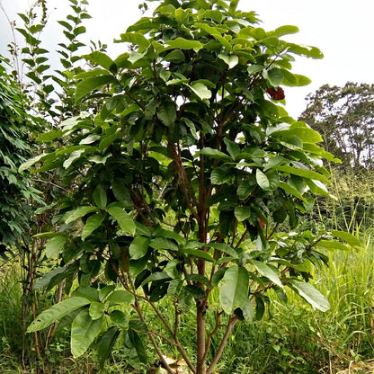Buy Chinese Chesnut Online at TN Nursery 