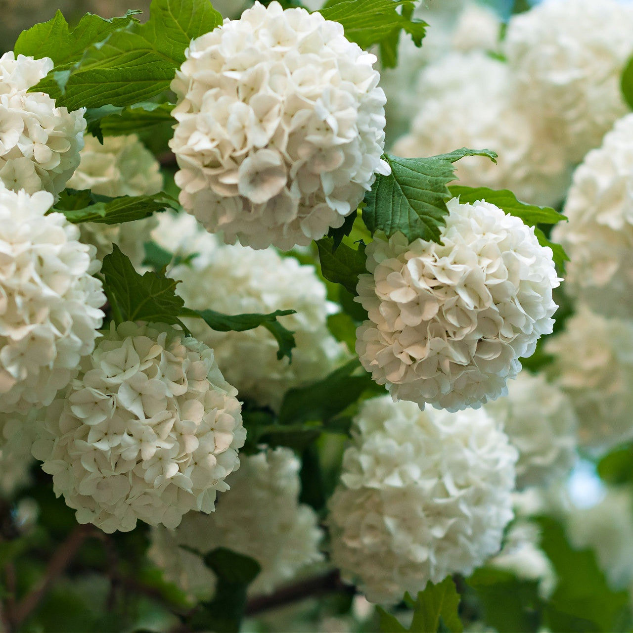 Buy Chinese Snowball Shrubs Online at TN Nursery  
