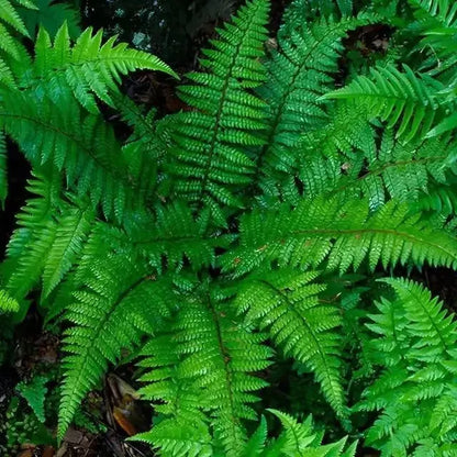 Vibrant Christmas fern fronds with delicate serrated edges and lush texture