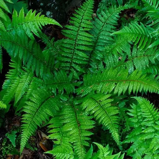 Buy Christmas Fern Online at TN Nursery 