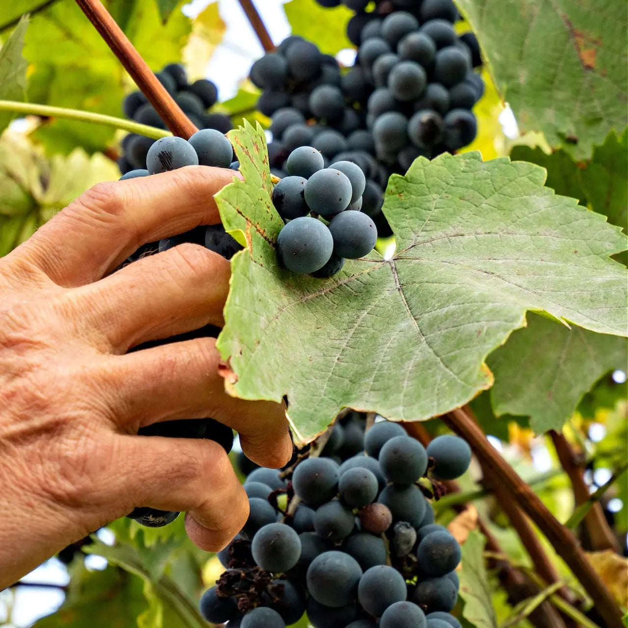Buy Grapevines Online at TN Nursery