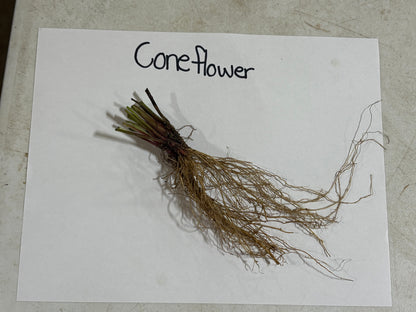 Yellow Coneflower root