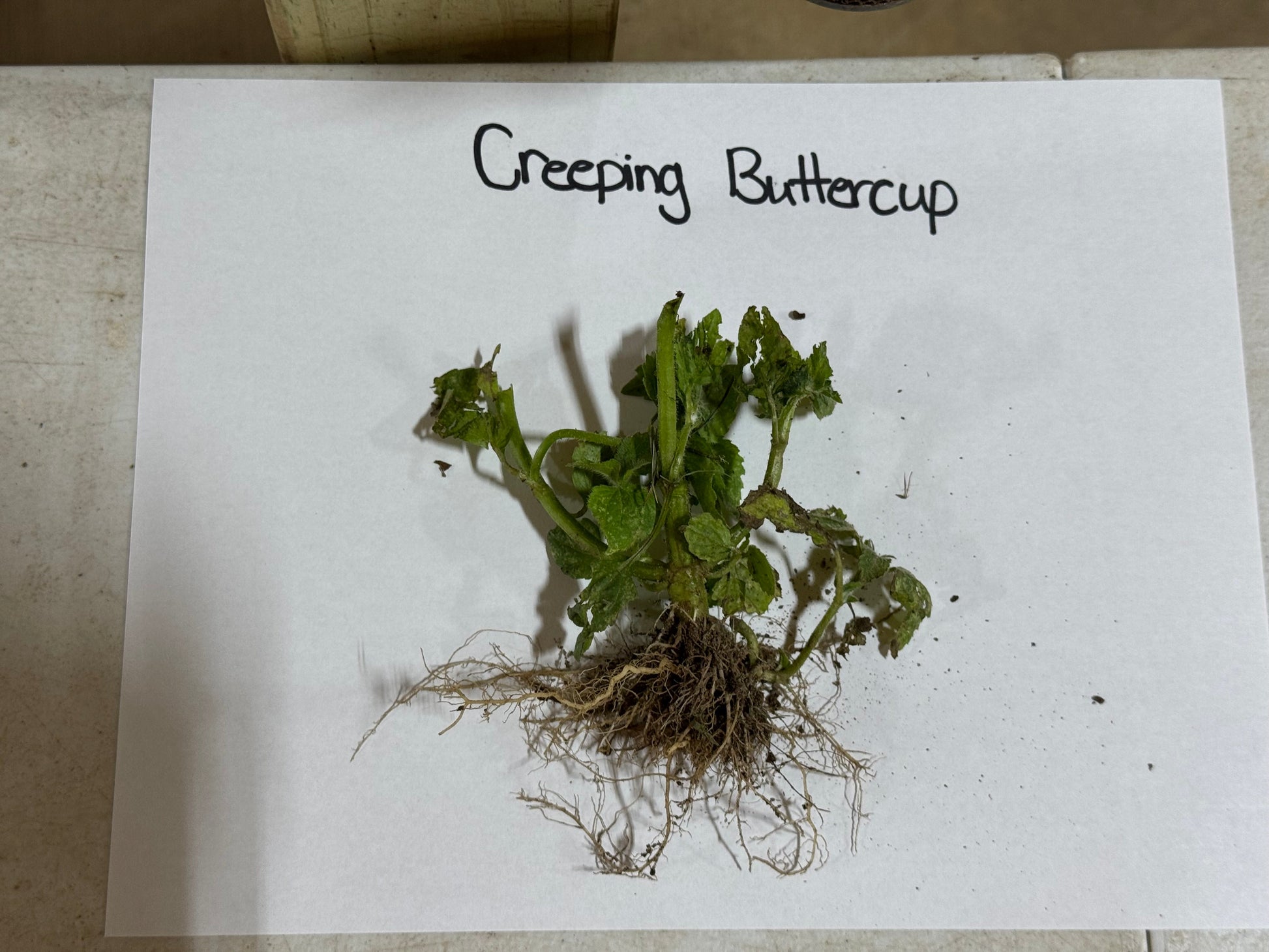 Creeping Buttercup Plant root
