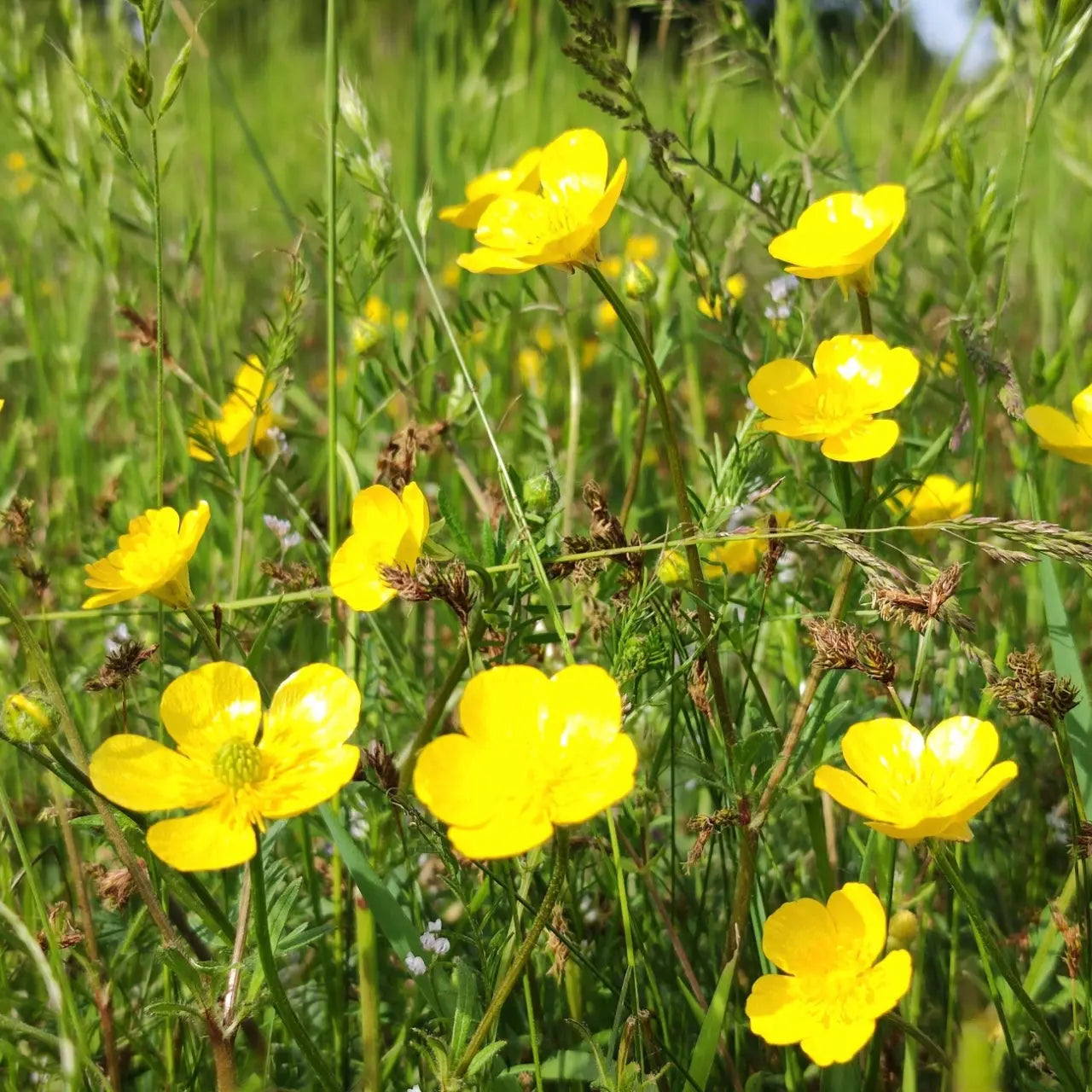 Buy creeping buttercup online at TN Nursery 