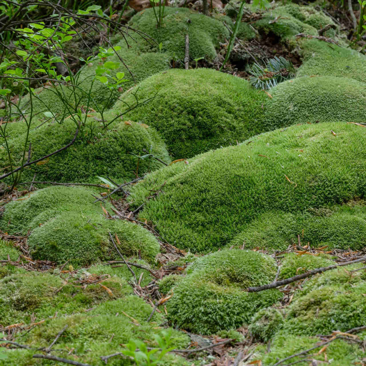Cushion Moss - 5 Square Feet