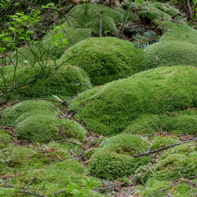 Cushion Moss