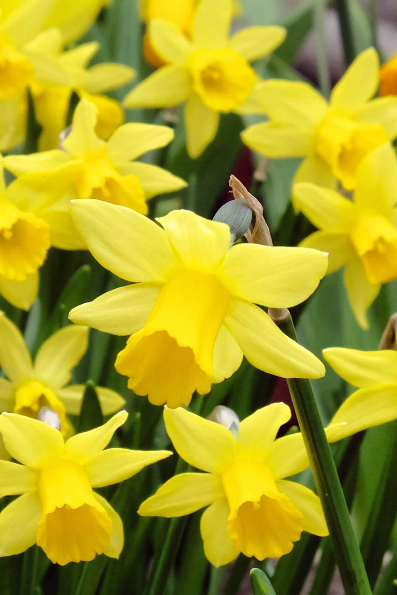 Daffodils 