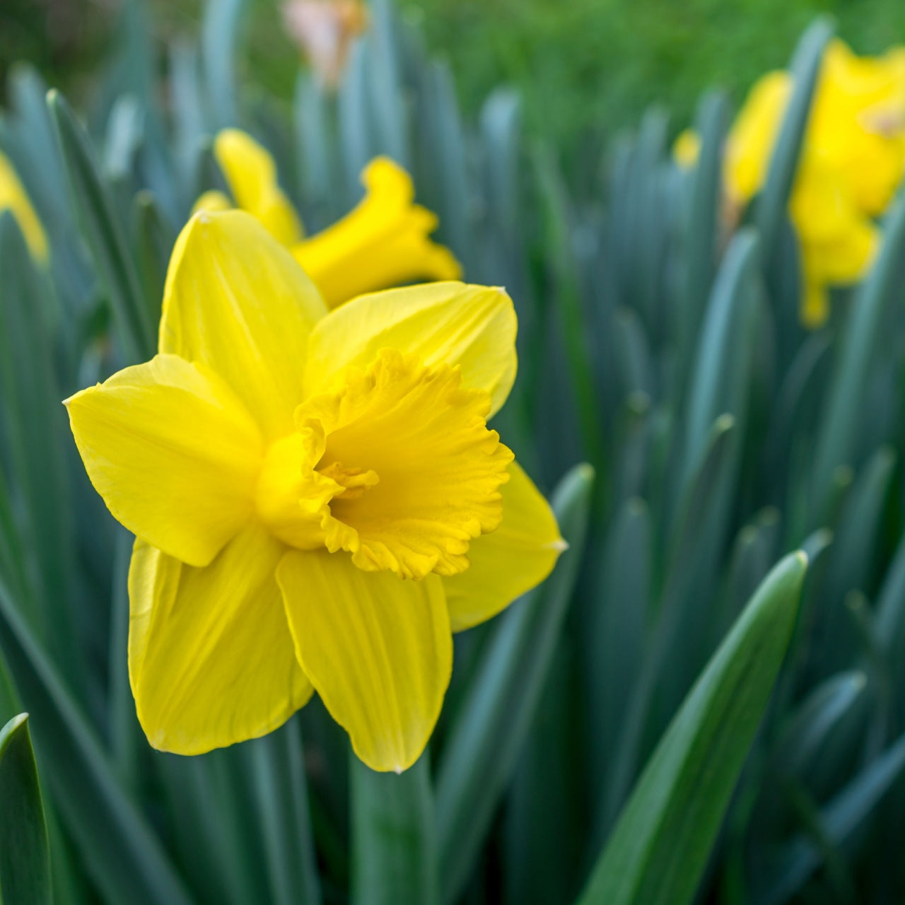 Buy Daffodil online at TN Nursery 
